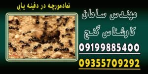 نقش مورچه در گنج و دفینه